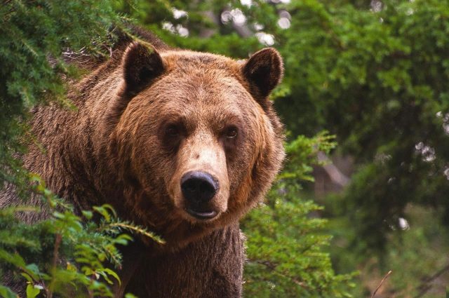 Бурый медведь в Кавказском заповеднике 